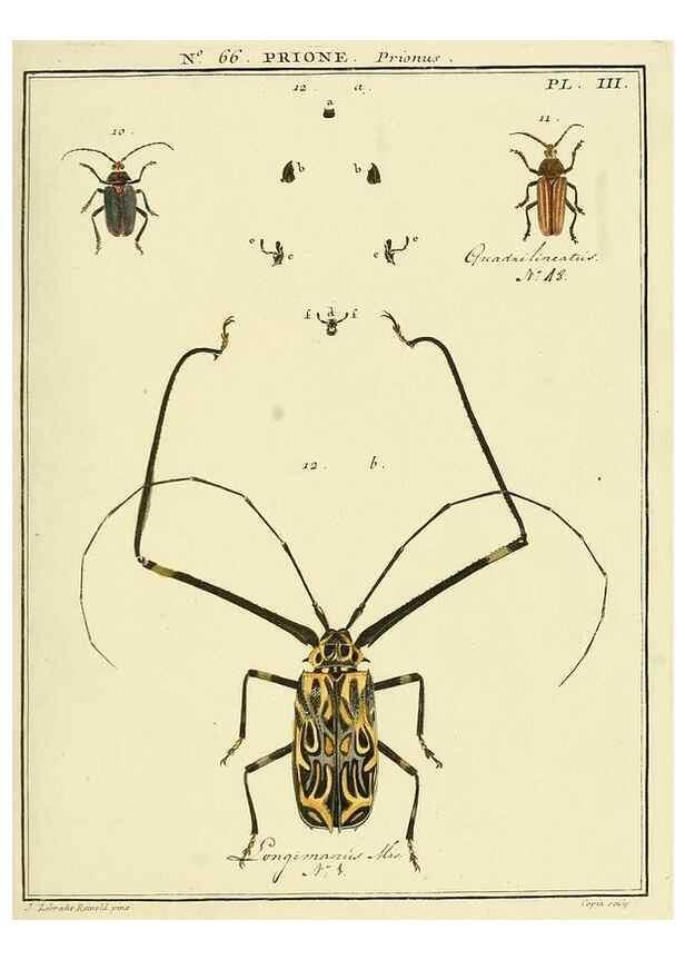 Reproducción/Reproduction 35055301013: Entomologie, ou, Histoire naturelle des insectes :. A Paris :De l'Imprimerie de Baudoin,1789-1808.