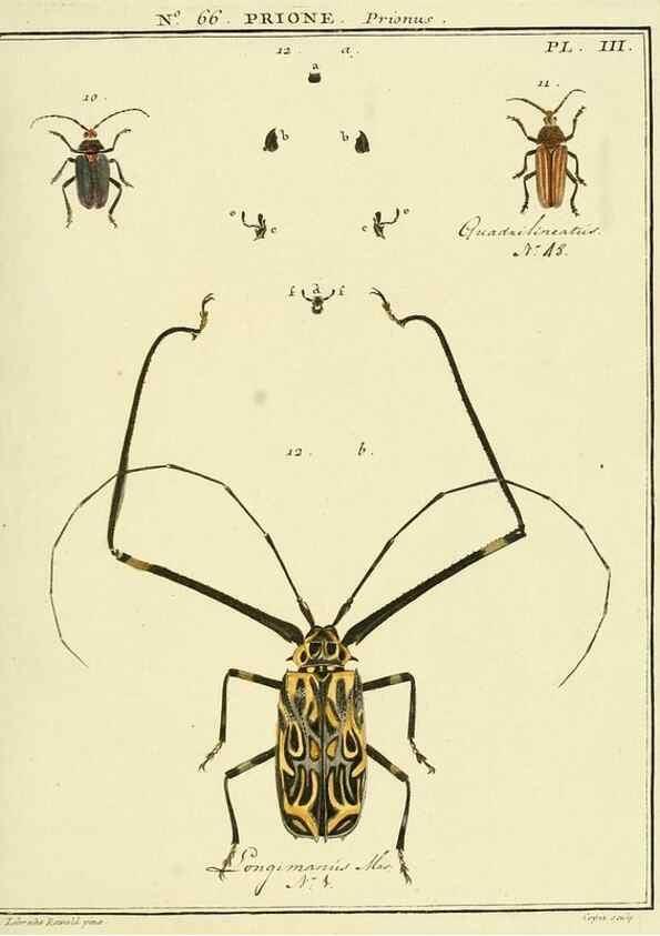 Reproducción/Reproduction 35055301013: Entomologie, ou, Histoire naturelle des insectes :. A Paris :De l'Imprimerie de Baudoin,1789-1808.