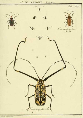 Reproducción/Reproduction 35055301013: Entomologie, ou, Histoire naturelle des insectes :. A Paris :De l'Imprimerie de Baudoin,1789-1808.