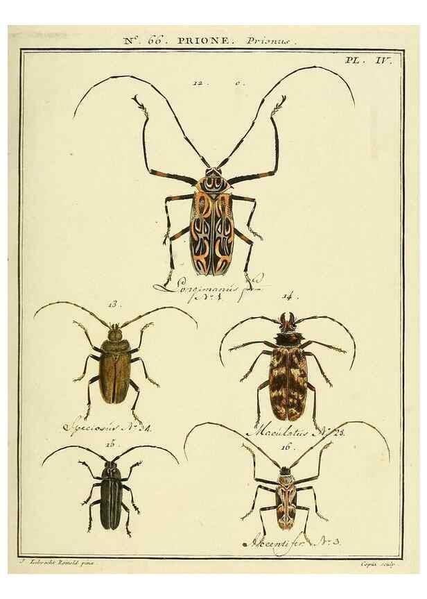 Reproducción/Reproduction 35024886584: Entomologie, ou, Histoire naturelle des insectes :. A Paris :De l'Imprimerie de Baudoin,1789-1808.