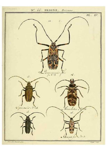 Reproducción/Reproduction 35024886584: Entomologie, ou, Histoire naturelle des insectes :. A Paris :De l'Imprimerie de Baudoin,1789-1808.