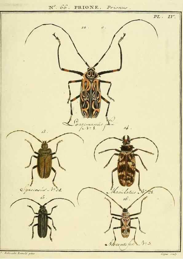 Reproducción/Reproduction 35024886584: Entomologie, ou, Histoire naturelle des insectes :. A Paris :De l'Imprimerie de Baudoin,1789-1808.