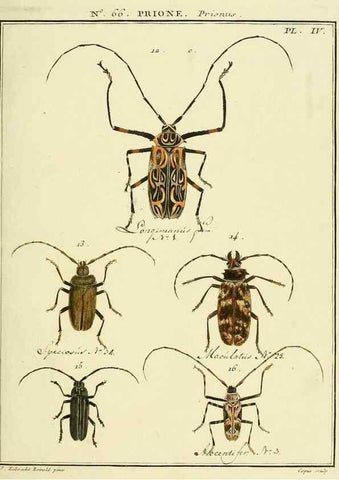 Reproducción/Reproduction 35024886584: Entomologie, ou, Histoire naturelle des insectes :. A Paris :De l'Imprimerie de Baudoin,1789-1808.