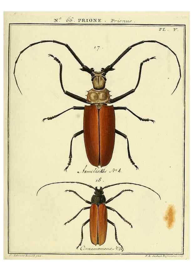 Reproducción/Reproduction 35024887844: Entomologie, ou, Histoire naturelle des insectes :. A Paris :De l'Imprimerie de Baudoin,1789-1808.