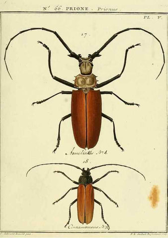Reproducción/Reproduction 35024887844: Entomologie, ou, Histoire naturelle des insectes :. A Paris :De l'Imprimerie de Baudoin,1789-1808.