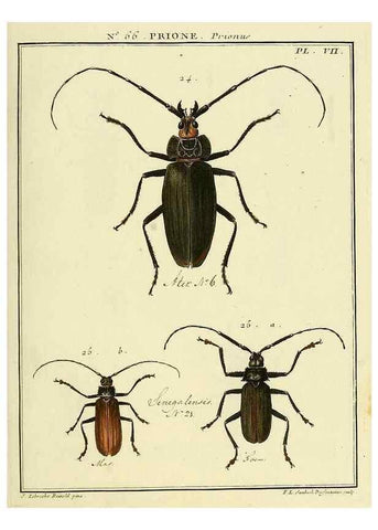 Reproducción/Reproduction 35024889334: Entomologie, ou, Histoire naturelle des insectes :. A Paris :De l'Imprimerie de Baudoin,1789-1808.
