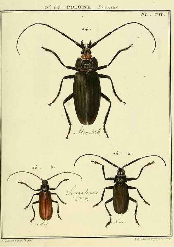 Reproducción/Reproduction 35024889334: Entomologie, ou, Histoire naturelle des insectes :. A Paris :De l'Imprimerie de Baudoin,1789-1808.
