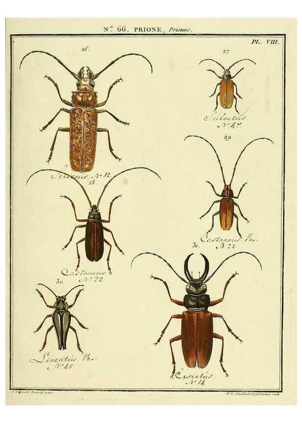 Reproducción/Reproduction 35864615345: Entomologie, ou, Histoire naturelle des insectes :. A Paris :De l'Imprimerie de Baudoin,1789-1808.