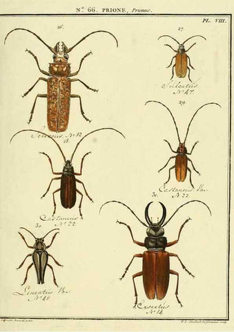 Reproducción/Reproduction 35864615345: Entomologie, ou, Histoire naturelle des insectes :. A Paris :De l'Imprimerie de Baudoin,1789-1808.