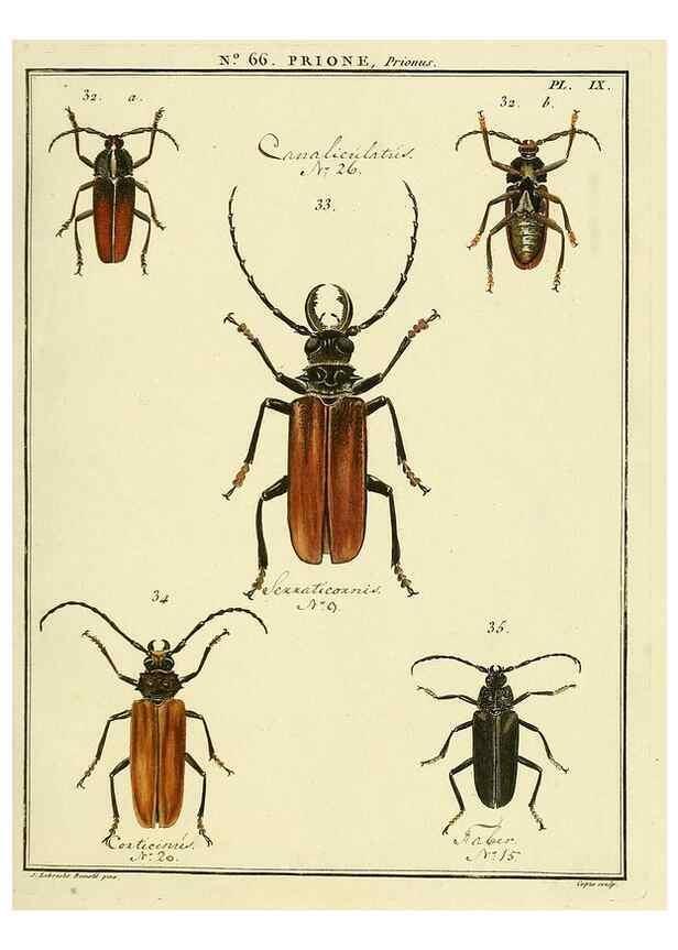 Reproducción/Reproduction 35864616905: Entomologie, ou, Histoire naturelle des insectes :. A Paris :De l'Imprimerie de Baudoin,1789-1808.