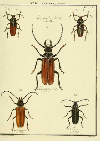 Reproducción/Reproduction 35864616905: Entomologie, ou, Histoire naturelle des insectes :. A Paris :De l'Imprimerie de Baudoin,1789-1808.