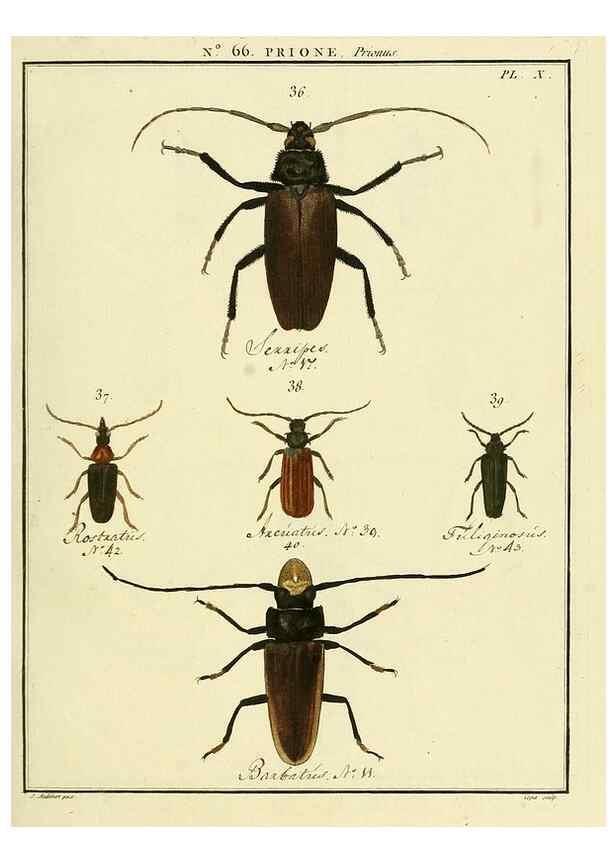 Reproducción/Reproduction 35864618835: Entomologie, ou, Histoire naturelle des insectes :. A Paris :De l'Imprimerie de Baudoin,1789-1808.