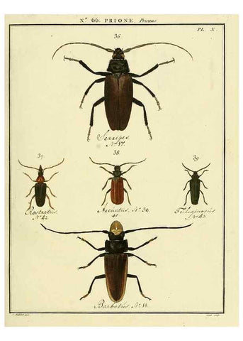 Reproducción/Reproduction 35864618835: Entomologie, ou, Histoire naturelle des insectes :. A Paris :De l'Imprimerie de Baudoin,1789-1808.