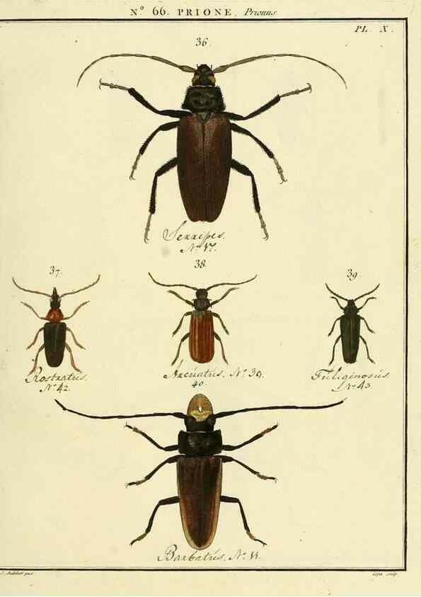 Reproducción/Reproduction 35864618835: Entomologie, ou, Histoire naturelle des insectes :. A Paris :De l'Imprimerie de Baudoin,1789-1808.