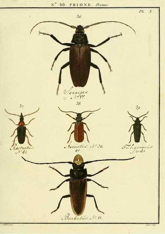 Reproducción/Reproduction 35864618835: Entomologie, ou, Histoire naturelle des insectes :. A Paris :De l'Imprimerie de Baudoin,1789-1808.