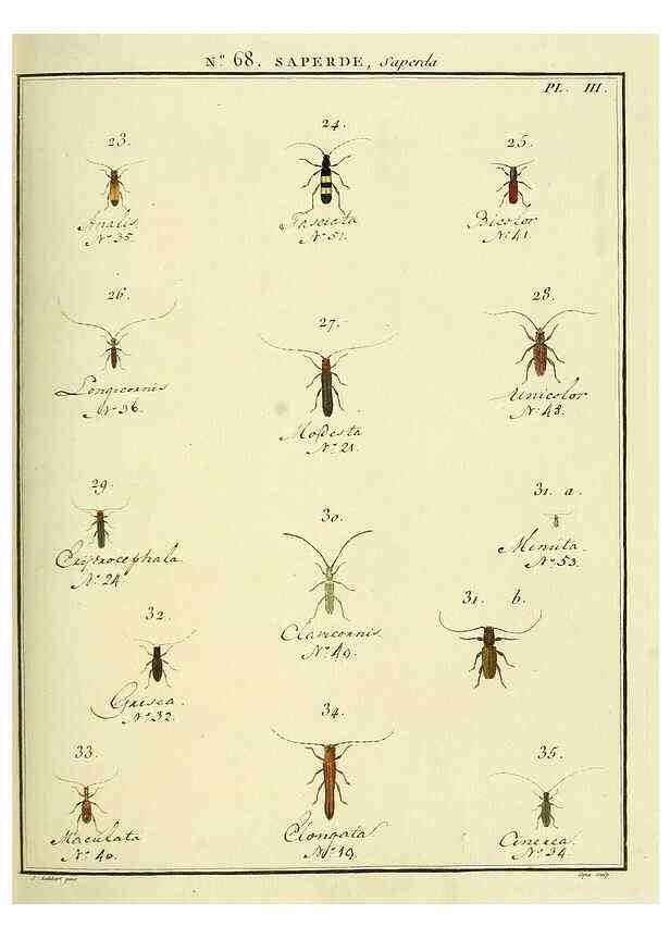 Reproducción/Reproduction 35732850761: Entomologie, ou, Histoire naturelle des insectes :. A Paris :De l'Imprimerie de Baudoin,1789-1808.