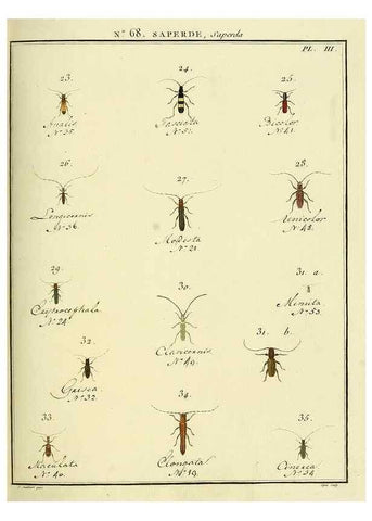 Reproducción/Reproduction 35732850761: Entomologie, ou, Histoire naturelle des insectes :. A Paris :De l'Imprimerie de Baudoin,1789-1808.