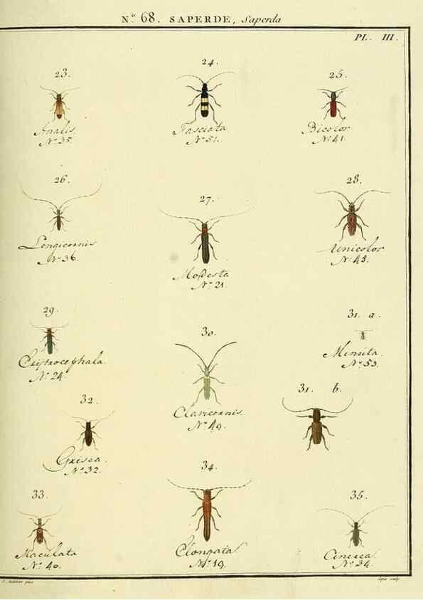 Reproducción/Reproduction 35732850761: Entomologie, ou, Histoire naturelle des insectes :. A Paris :De l'Imprimerie de Baudoin,1789-1808.