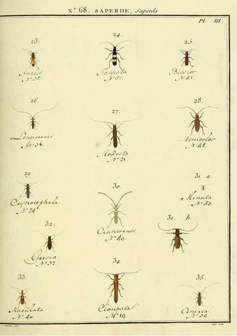 Reproducción/Reproduction 35732850761: Entomologie, ou, Histoire naturelle des insectes :. A Paris :De l'Imprimerie de Baudoin,1789-1808.