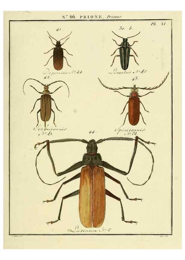 Reproducción/Reproduction 35864620715: Entomologie, ou, Histoire naturelle des insectes :. A Paris :De l'Imprimerie de Baudoin,1789-1808.