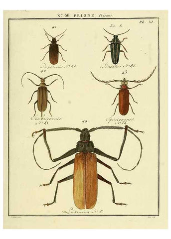 Reproducción/Reproduction 35864620715: Entomologie, ou, Histoire naturelle des insectes :. A Paris :De l'Imprimerie de Baudoin,1789-1808.