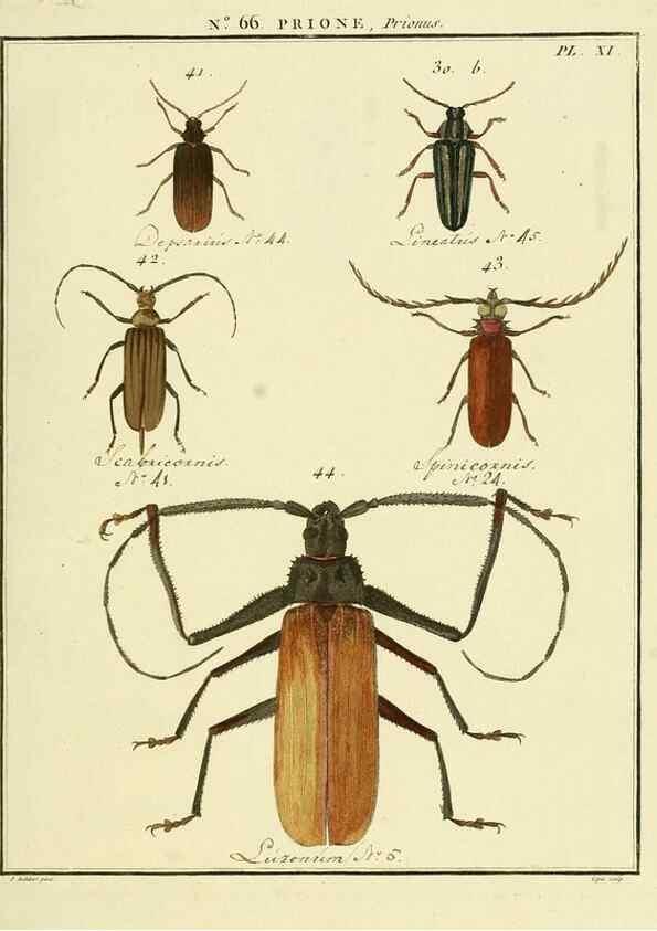 Reproducción/Reproduction 35864620715: Entomologie, ou, Histoire naturelle des insectes :. A Paris :De l'Imprimerie de Baudoin,1789-1808.