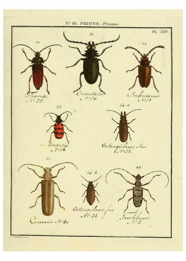 Reproducción/Reproduction 35695317772: Entomologie, ou, Histoire naturelle des insectes :. A Paris :De l'Imprimerie de Baudoin,1789-1808.