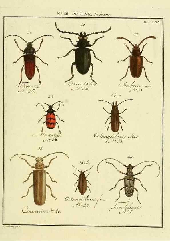 Reproducción/Reproduction 35695317772: Entomologie, ou, Histoire naturelle des insectes :. A Paris :De l'Imprimerie de Baudoin,1789-1808.