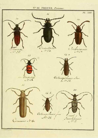 Reproducción/Reproduction 35695317772: Entomologie, ou, Histoire naturelle des insectes :. A Paris :De l'Imprimerie de Baudoin,1789-1808.