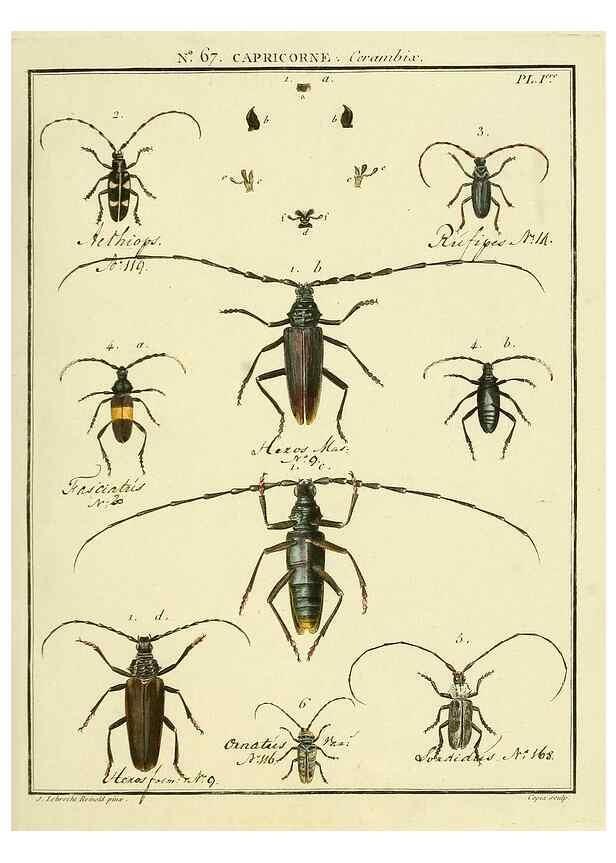 Reproducción/Reproduction 35695320202: Entomologie, ou, Histoire naturelle des insectes :. A Paris :De l'Imprimerie de Baudoin,1789-1808.