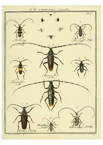 Reproducción/Reproduction 35695320202: Entomologie, ou, Histoire naturelle des insectes :. A Paris :De l'Imprimerie de Baudoin,1789-1808.