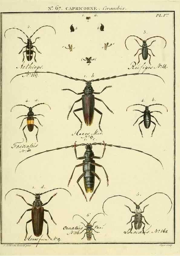 Reproducción/Reproduction 35695320202: Entomologie, ou, Histoire naturelle des insectes :. A Paris :De l'Imprimerie de Baudoin,1789-1808.