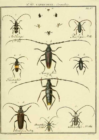 Reproducción/Reproduction 35695320202: Entomologie, ou, Histoire naturelle des insectes :. A Paris :De l'Imprimerie de Baudoin,1789-1808.