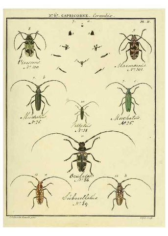 Reproducción/Reproduction 35695321922: Entomologie, ou, Histoire naturelle des insectes :. A Paris :De l'Imprimerie de Baudoin,1789-1808.