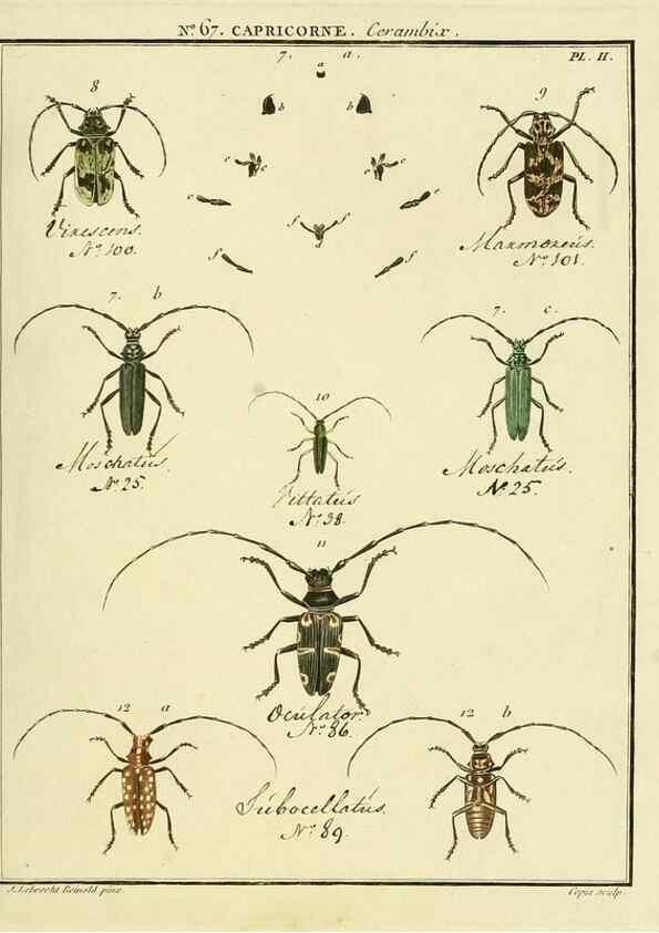 Reproducción/Reproduction 35695321922: Entomologie, ou, Histoire naturelle des insectes :. A Paris :De l'Imprimerie de Baudoin,1789-1808.