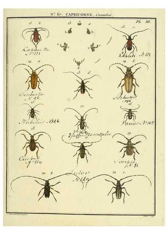 Reproducción/Reproduction 35695323412: Entomologie, ou, Histoire naturelle des insectes :. A Paris :De l'Imprimerie de Baudoin,1789-1808.