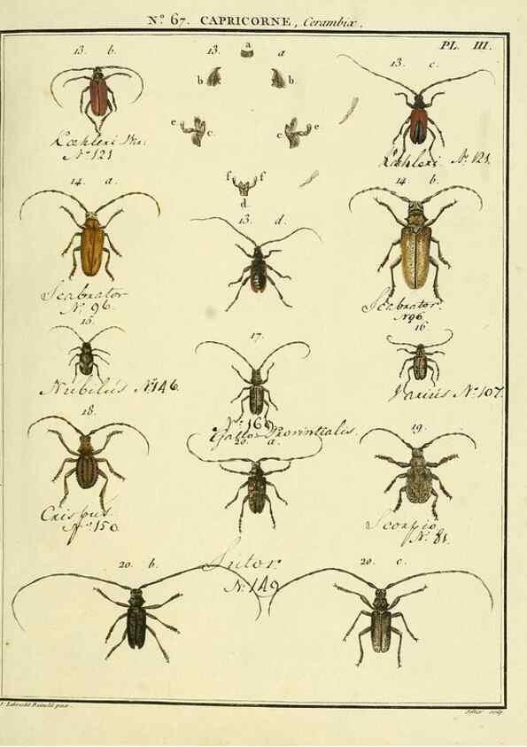 Reproducción/Reproduction 35695323412: Entomologie, ou, Histoire naturelle des insectes :. A Paris :De l'Imprimerie de Baudoin,1789-1808.