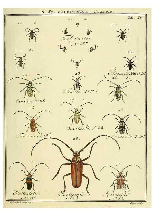 Reproducción/Reproduction 35695325082: Entomologie, ou, Histoire naturelle des insectes :. A Paris :De l'Imprimerie de Baudoin,1789-1808.