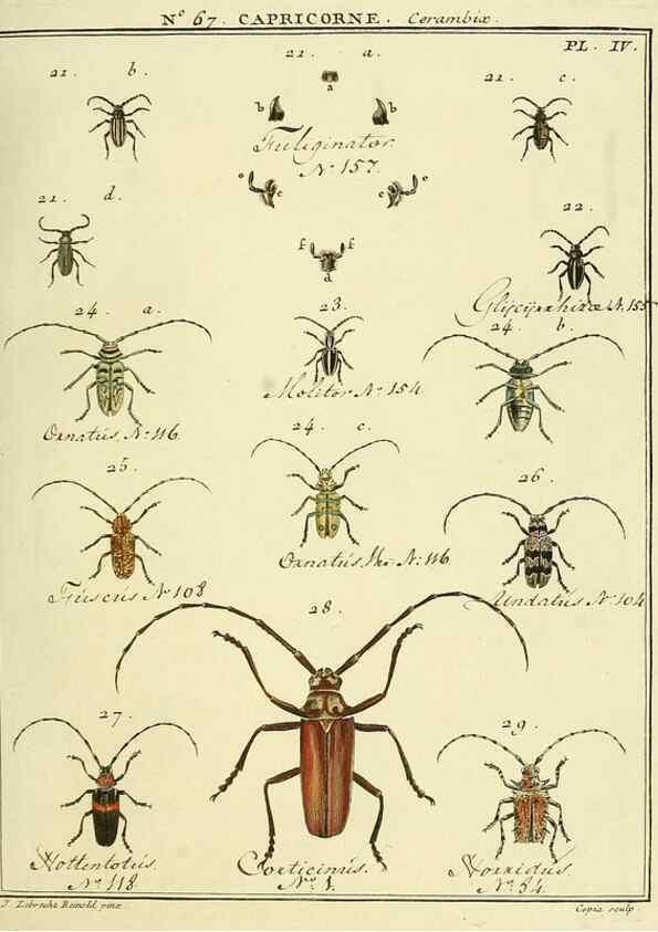 Reproducción/Reproduction 35695325082: Entomologie, ou, Histoire naturelle des insectes :. A Paris :De l'Imprimerie de Baudoin,1789-1808.