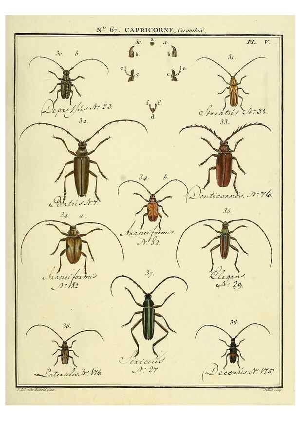 Reproducción/Reproduction 35823989796: Entomologie, ou, Histoire naturelle des insectes :. A Paris :De l'Imprimerie de Baudoin,1789-1808.