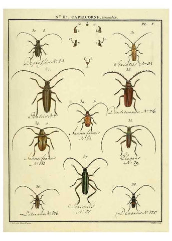 Reproducción/Reproduction 35823989796: Entomologie, ou, Histoire naturelle des insectes :. A Paris :De l'Imprimerie de Baudoin,1789-1808.