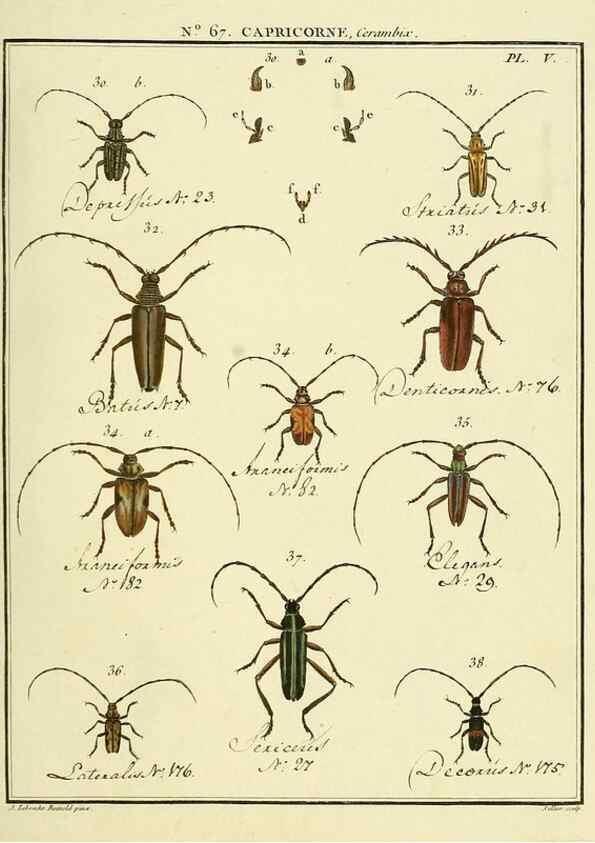 Reproducción/Reproduction 35823989796: Entomologie, ou, Histoire naturelle des insectes :. A Paris :De l'Imprimerie de Baudoin,1789-1808.