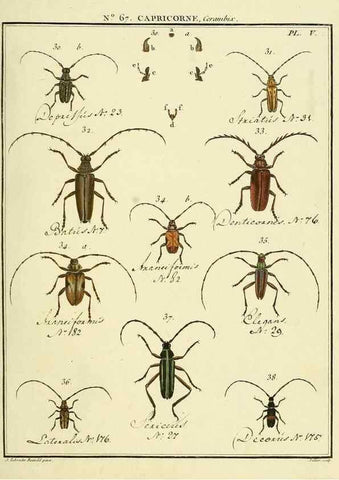 Reproducción/Reproduction 35823989796: Entomologie, ou, Histoire naturelle des insectes :. A Paris :De l'Imprimerie de Baudoin,1789-1808.