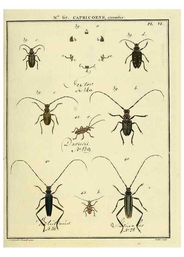Reproducción/Reproduction 35823991796: Entomologie, ou, Histoire naturelle des insectes :. A Paris :De l'Imprimerie de Baudoin,1789-1808.