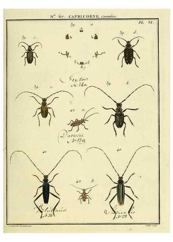 Reproducción/Reproduction 35823991796: Entomologie, ou, Histoire naturelle des insectes :. A Paris :De l'Imprimerie de Baudoin,1789-1808.