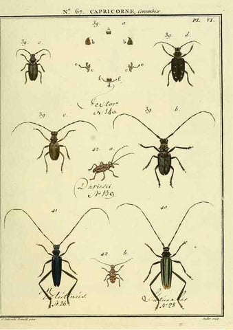 Reproducción/Reproduction 35823991796: Entomologie, ou, Histoire naturelle des insectes :. A Paris :De l'Imprimerie de Baudoin,1789-1808.