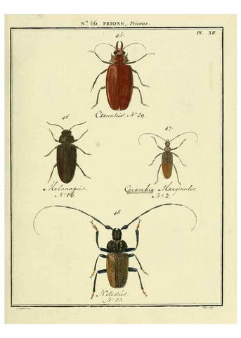 Reproducción/Reproduction 35695316452: Entomologie, ou, Histoire naturelle des insectes :. A Paris :De l'Imprimerie de Baudoin,1789-1808.
