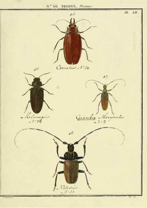 Reproducción/Reproduction 35695316452: Entomologie, ou, Histoire naturelle des insectes :. A Paris :De l'Imprimerie de Baudoin,1789-1808.
