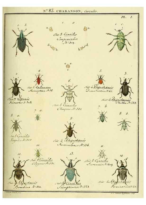 Reproducción/Reproduction 35864750825: Entomologie, ou, Histoire naturelle des insectes :. A Paris :De l'Imprimerie de Baudoin,1789-1808.