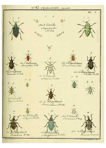 Reproducción/Reproduction 35864750825: Entomologie, ou, Histoire naturelle des insectes :. A Paris :De l'Imprimerie de Baudoin,1789-1808.